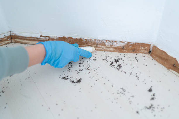 Best Pest Control for Homes  in Cottonwood Shores, TX